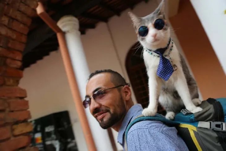 Santula's tweet photo. ¿Qué tipo de basura humana tenes que ser para envenenar a un animal? 
El gatito mochilero se había hecho famoso luego de quedar varados en Paraguay debido a la pandemia. 
Su humano, Alexander contó hoy que envenenaron a su mascota. https://t.co/VNPNPebC9z