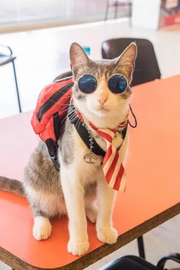 Santula's tweet photo. ¿Qué tipo de basura humana tenes que ser para envenenar a un animal? 
El gatito mochilero se había hecho famoso luego de quedar varados en Paraguay debido a la pandemia. 
Su humano, Alexander contó hoy que envenenaron a su mascota. https://t.co/VNPNPebC9z