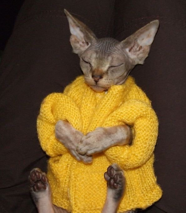 daily hairless cat in clothes (dailyhairless) Twitter