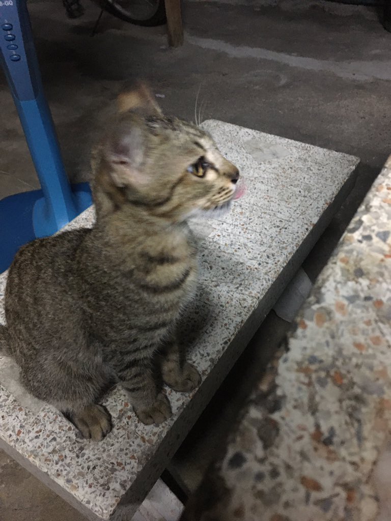 มีเสือจ้องจะกินอาหารบนโต๊ะผมครับ