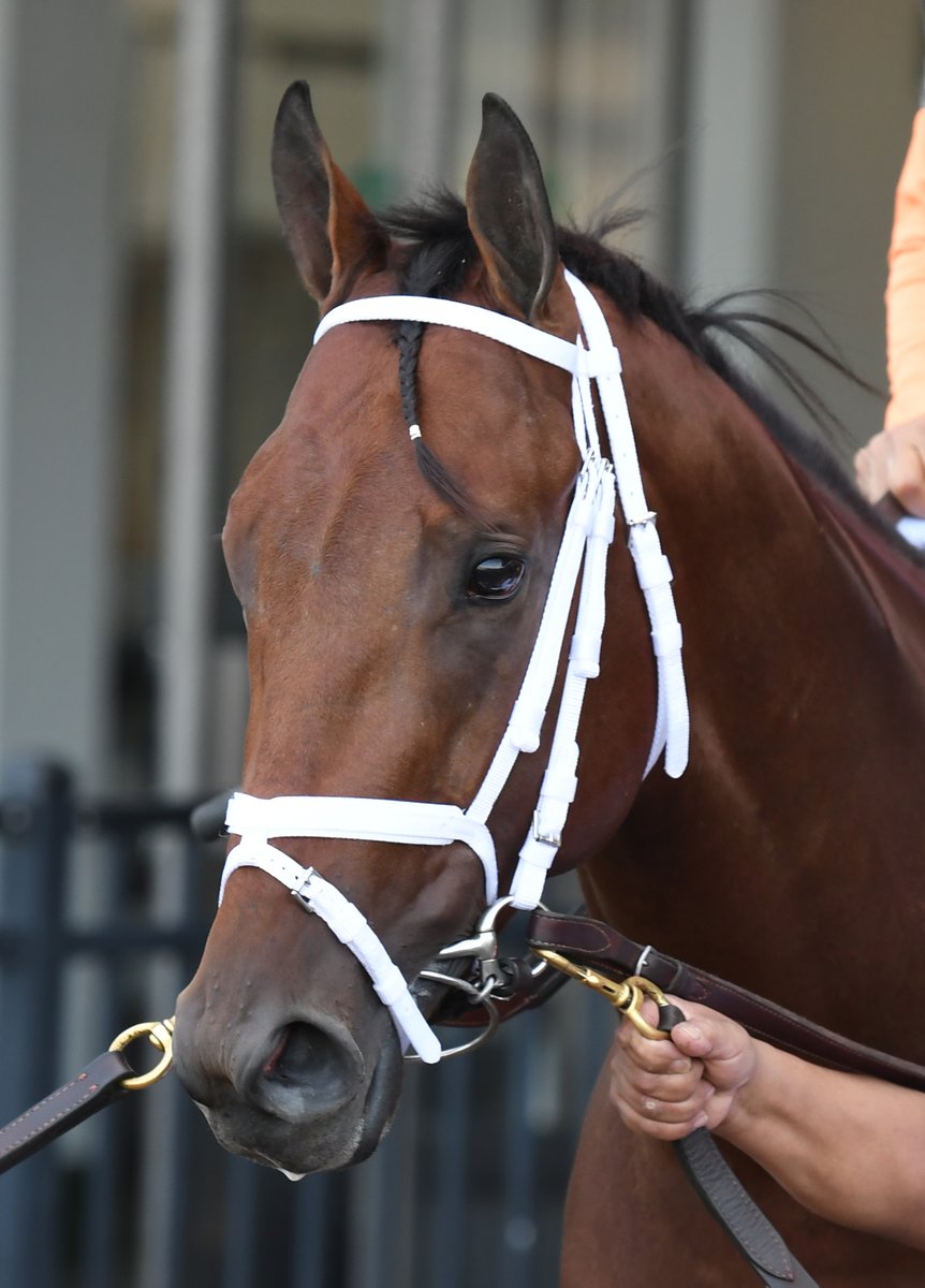NNStables's tweet photo. Finally got to see Mo Mischief, the first horse I ever bought in on run at @MonmouthPark on Sunday. Here are some of the photos I snapped. @MyRacehorse @spendthriftfarm https://t.co/2XkVkhmTwc