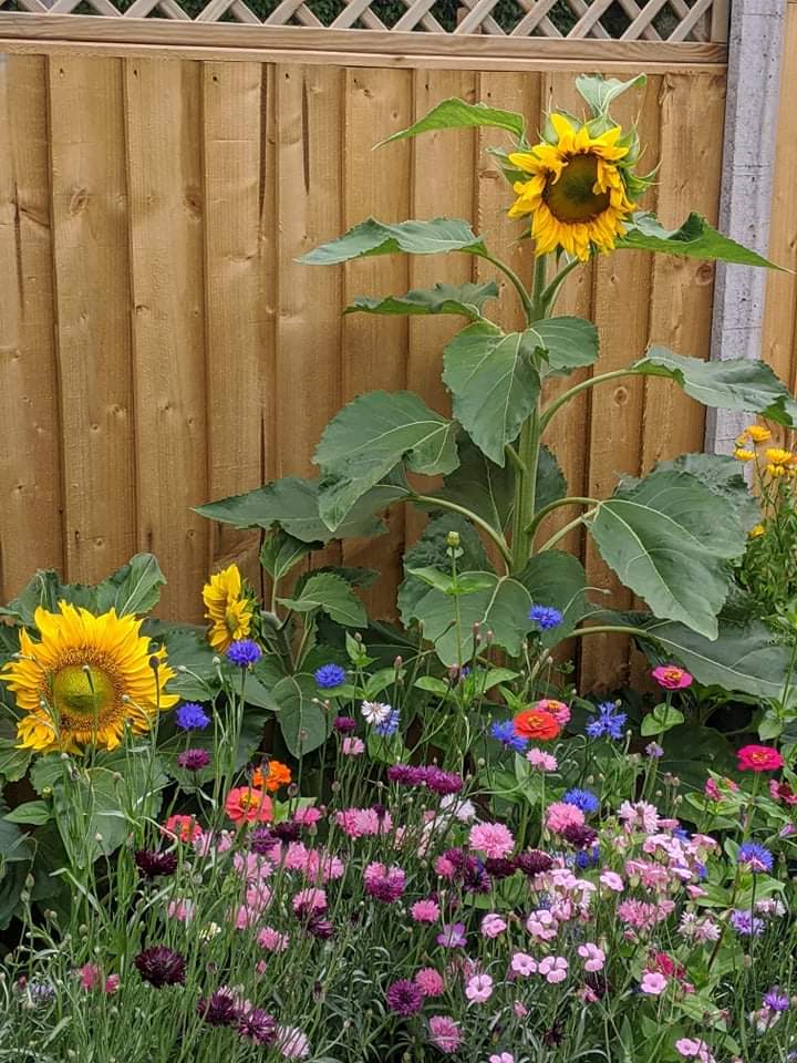 A gorgeous selection of sunflower pics sent to us by our wonderful supporters! Well done all 🌻

Are you growing sunflowers? Send us your pics or tag us in! 💛