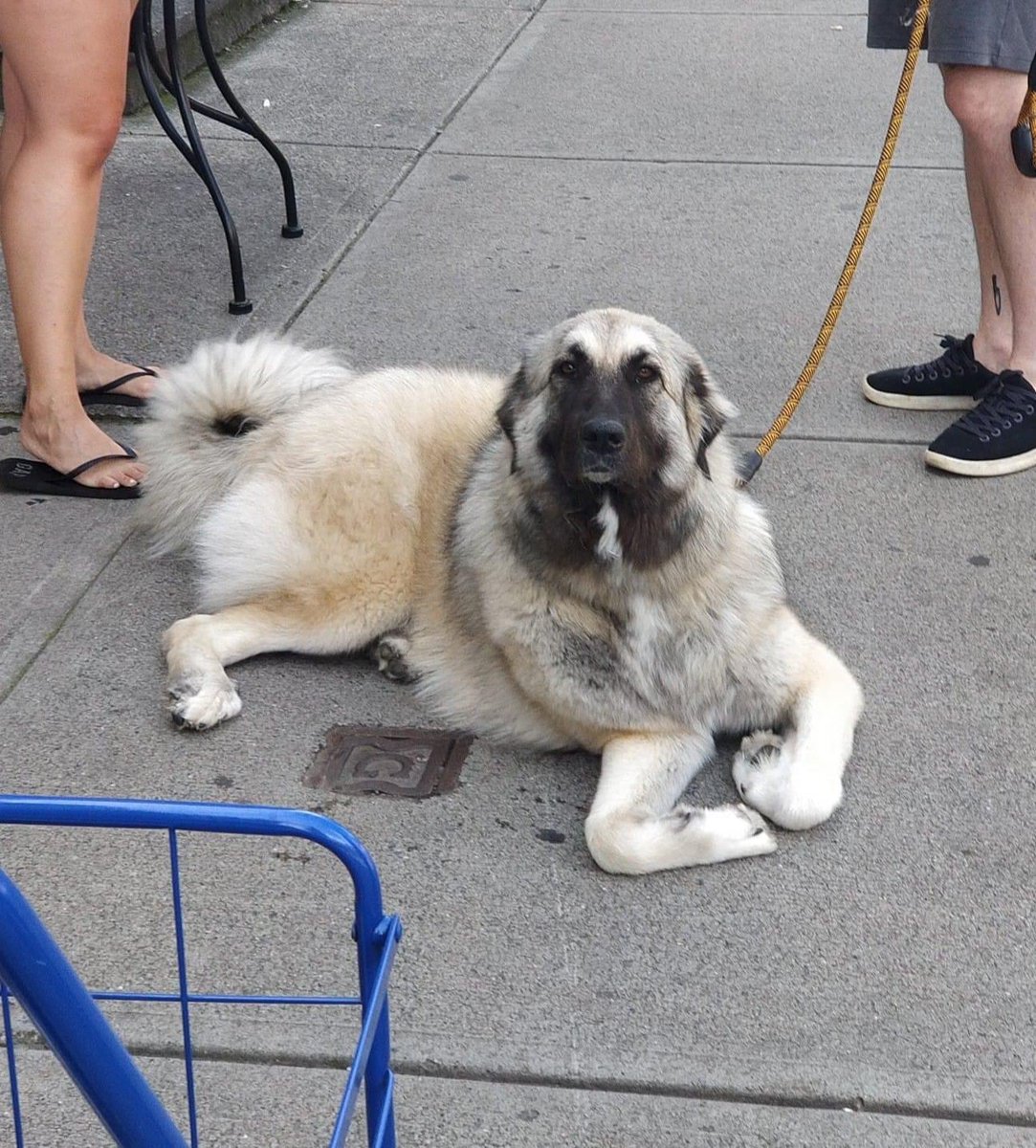 Dogspotting 🐶📸 tweet media