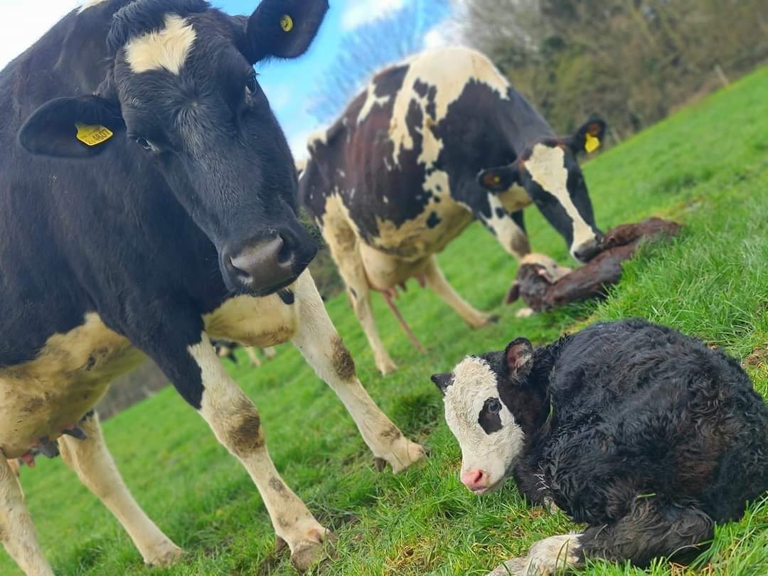We are still looking for a new team member to join us at JWP Farming.

Retweets appreciated, thanks

m.facebook.com/story.php?stor…