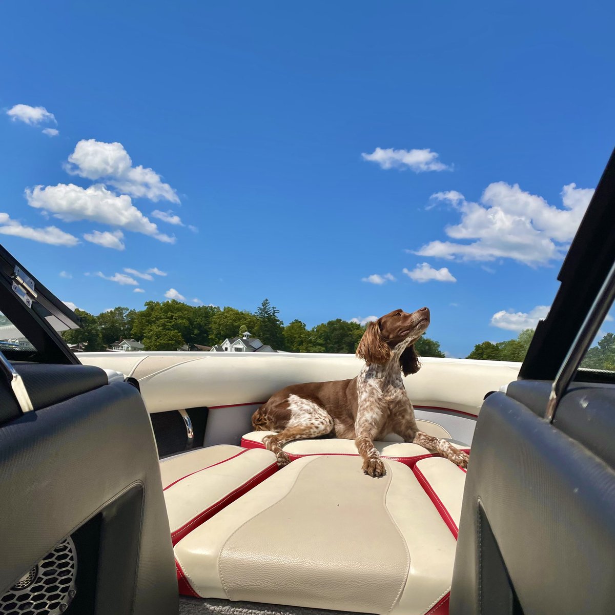 AgencioAdvisory's tweet photo. Looks like my puppy dog has found her new safe haven 😌🤩🥺

❗️Lake rentals website in bio❗️

#tjlr #lakelife #water #nosalt #puremichigan #blueskies #dog #puppylove #puppysmiles #clouds #beautiful #weather #vacationhomes #vrbohost #familyfun #swmich https://t.co/heKyvNsXkm