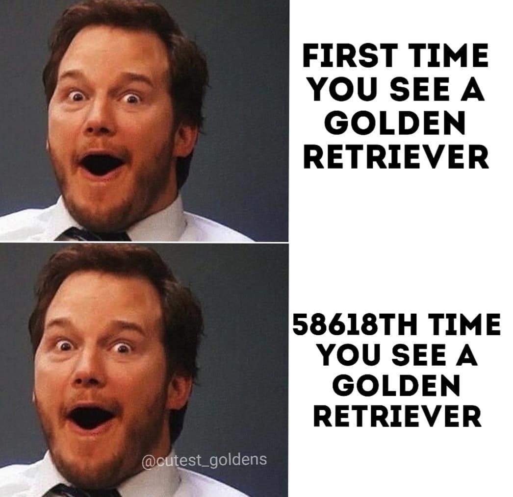GoldretrieverUS's tweet image. This👇 Really!

(Doggomemes IG) #goldenretrievers #dogs