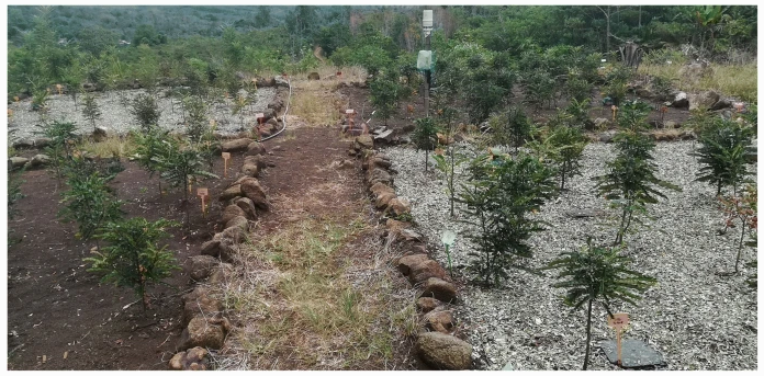 plantandsoil's tweet photo. The Editor’s choice article for this month is "Improving tropical nickel agromining crop systems: the effects of chemical and organic fertilisation on nickel yield" read it now! https://t.co/oeyQEYKbng
#agromining  #hyperaccumulator #ultramafic #nickel #fertilisation https://t.co/FmtxAbK9UB