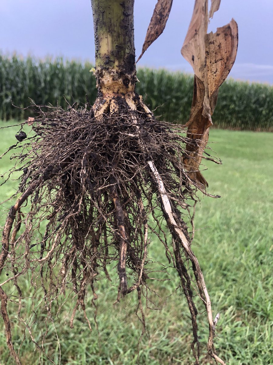 Windy Ridge Ag tweet media