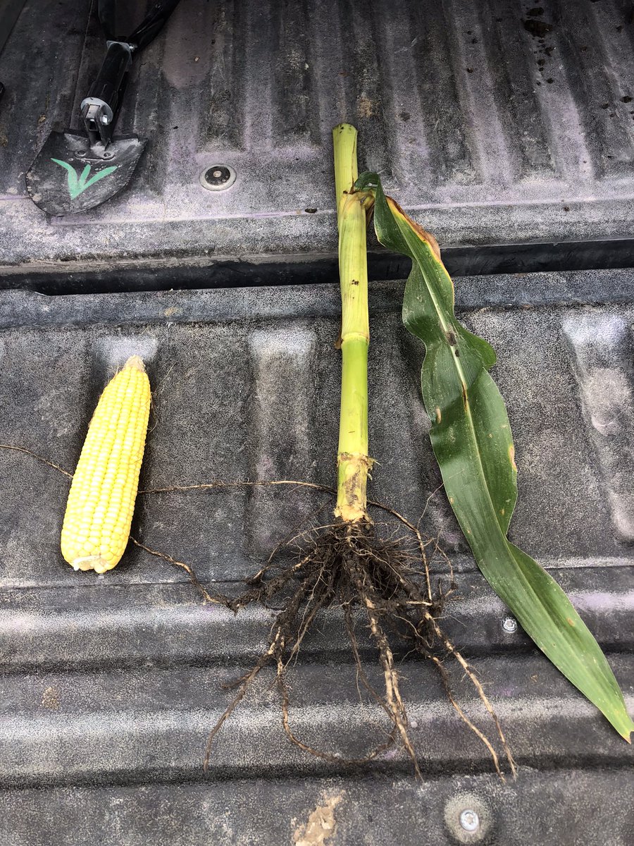 Windy Ridge Ag tweet media