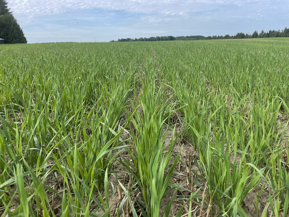We’ve seen lots of rust in grass hay fields lately. Don’t forget about the fungicide pass on your forage oats!