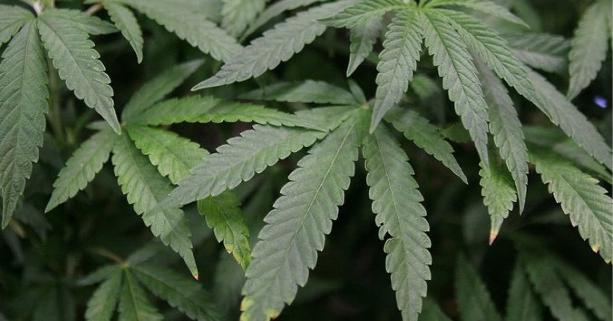 RCU - Responsible Cannabis Use (@thercuorg) on Twitter photo Now that 1 in 3 Americans lives in a state where cannabis has been legalized in some capacity, U.S. employers must quickly adjust their policies and practices regarding cannabis in the workplace. bit.ly/3jXMP1y <a href="/NixonPeabodyLLP/">Nixon Peabody LLP</a> #cannabislaws #cannabisatwork Now that 1 in 3 Americans lives in a state where cannabis has been legalized in some capacity, U.S. employers must quickly adjust their policies and practices regarding cannabis in the workplace. bit.ly/3jXMP1y <a href="/NixonPeabodyLLP/">Nixon Peabody LLP</a> #cannabislaws #cannabisatwork