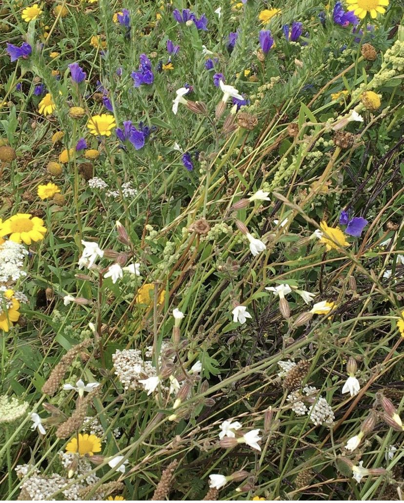 Liz Heywood:
One glove and one of Liz’s favourite favourite walks, a wild flower meadow at Hiltingbury Rec.