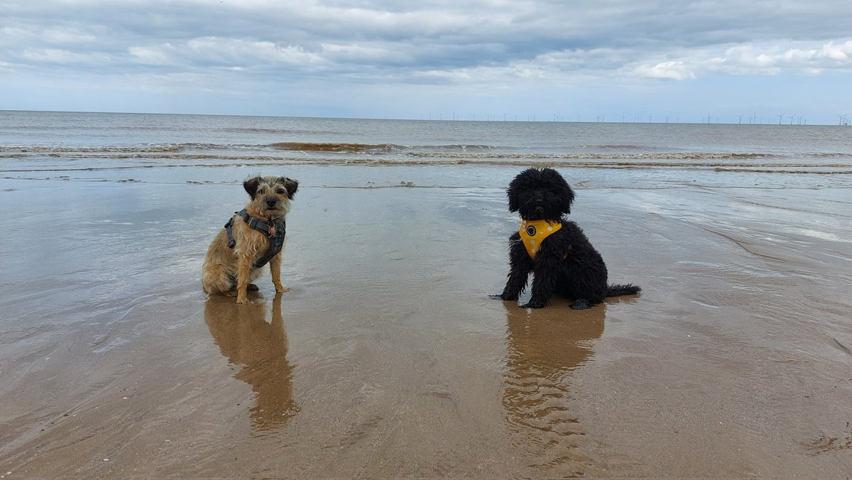 BonnieBooBT's tweet photo. We've walked on the beach between #ChapelPoint & #AnderbyCreek most evenings this week. So happy to see how clean & litter free it's been. Thank you to those who've taken their litter home & kept the bins emptied. @EastLindseyDC @LincsSkies @LincsConnect @looknorthBBC @LincsFM https://t.co/ztXw6wy8Vh