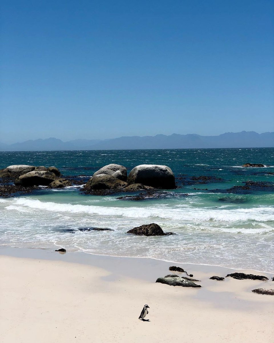 SANParks's tweet photo. Picture of the day 📸 Patricja 📍#TableMountainNationalPark #LiveYourWild #SANParks https://t.co/ZSL32lRbXv
