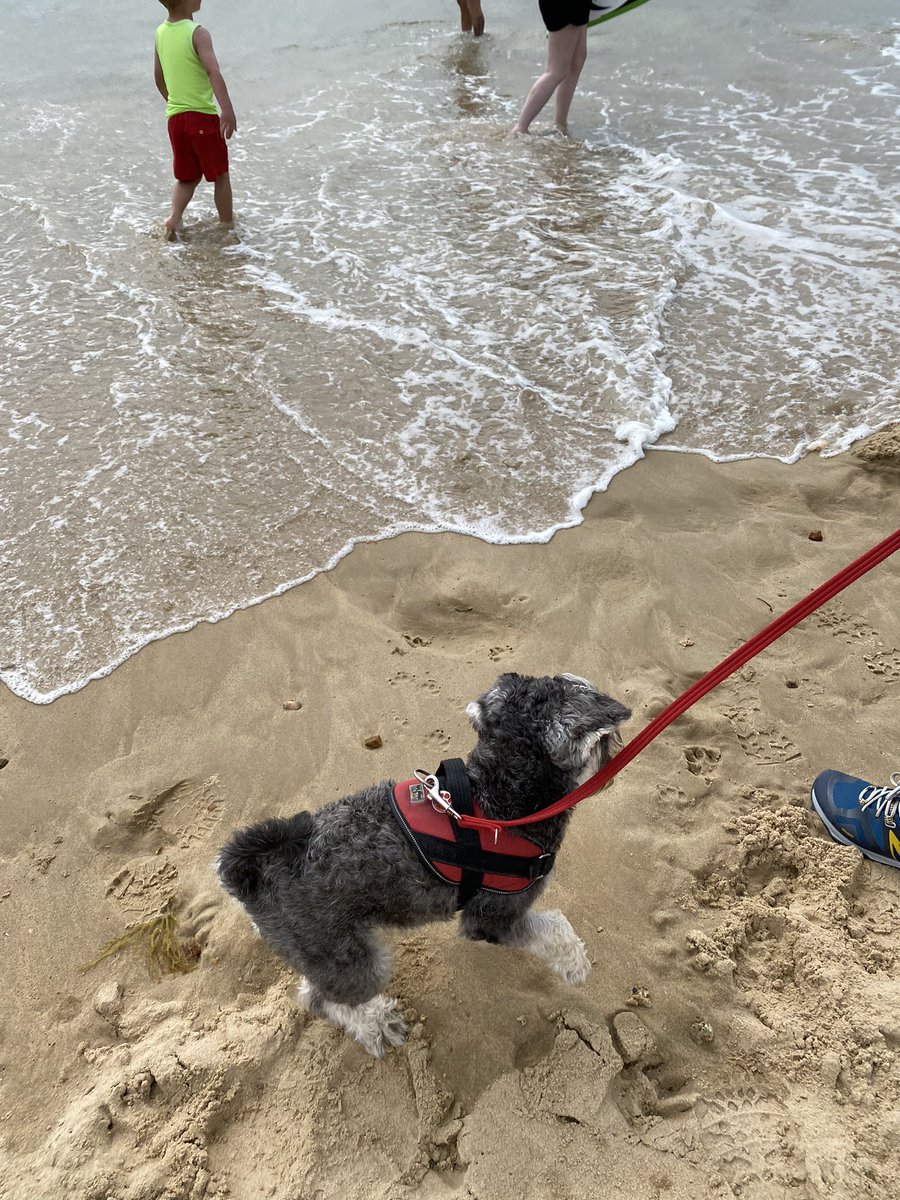 SchnauzerArthur's tweet photo. @Osc_Schnauzer14 I hated those things as well! #evilwaves https://t.co/JQwjtvKrmj