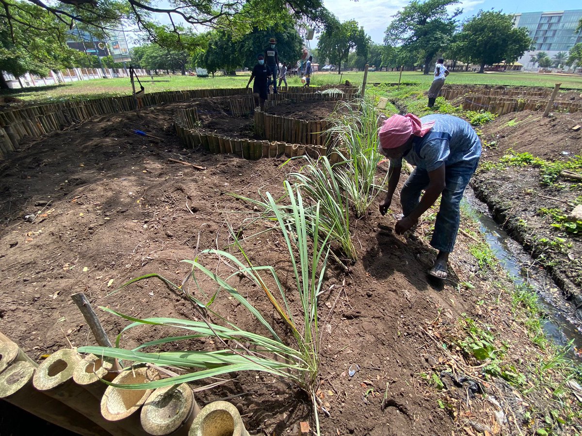 ArchiAdvisor's tweet image. RT @AshesiDesign: On Saturday flood project completed the planting of rice and looks like the rice seeds planted last week are growing!🤩
📸: @mLokko 
#FutureByDesign #covepark #ghana #scotland #architecture #climatechange
#sustainability #greendesign …