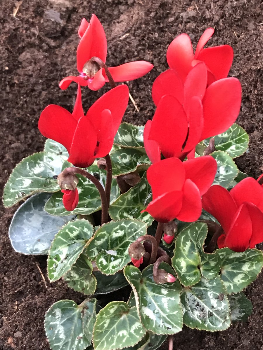 classbreakfast's tweet image. New colour display at front of our B&amp;amp;B - helps make up for the lack of sunshine! @visit_armagh @DiscoverNI courtesy of Orchard Nurseries Portadown.