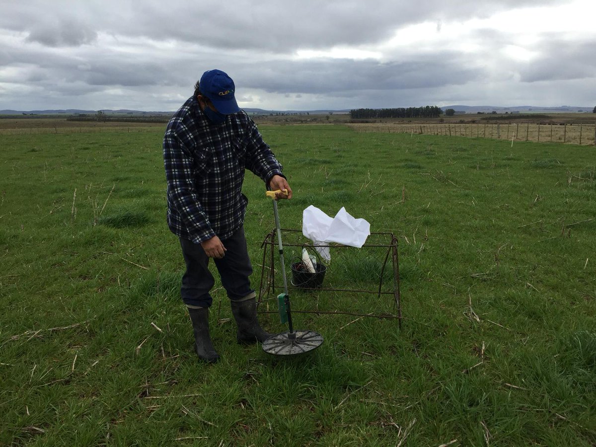 AgroambientalA's tweet photo. Equipo de apoyo de Pasturas INIA Treinta y Tres realizando mediciones de altura, Rising Plate y corte. https://t.co/OptThXdqol