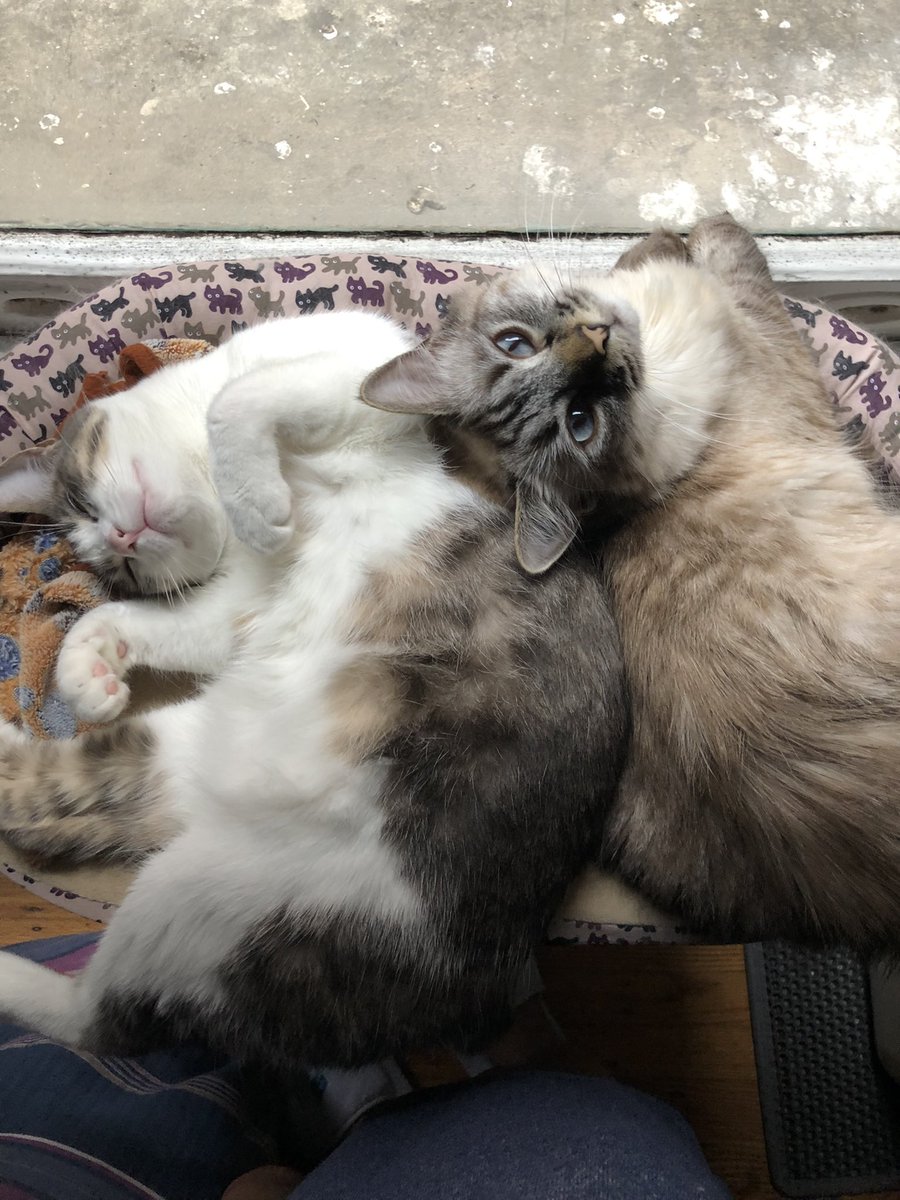 DottieandGeeGee's tweet photo. @StimkyThumb https://t.co/eES9dgMz2K