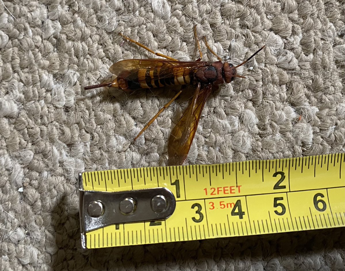 WhiteHatRat's tweet photo. Look what the #catpack hunted &amp; eradicated in the basement today! Anyone know wtf this is? Luckily wife didn’t have to torch the house https://t.co/Kq4R5FonOH
