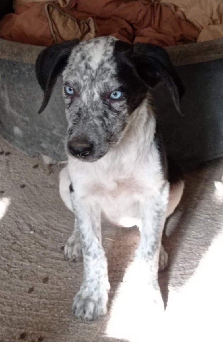 Invisibile! 💔 Nemmeno questi occhi azzurri la aiutano! Cucciola di 3 mesi, futura taglia media. Si trova ad Avellino ma viaggia con staffetta verso il centro e nord Italia. Info Teresa al 3207084444. 🙏🆘⚠️