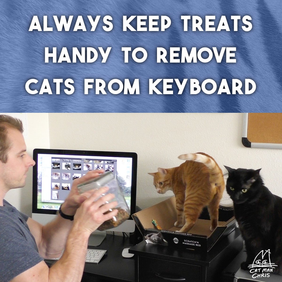 Cat Man Chris tweet media