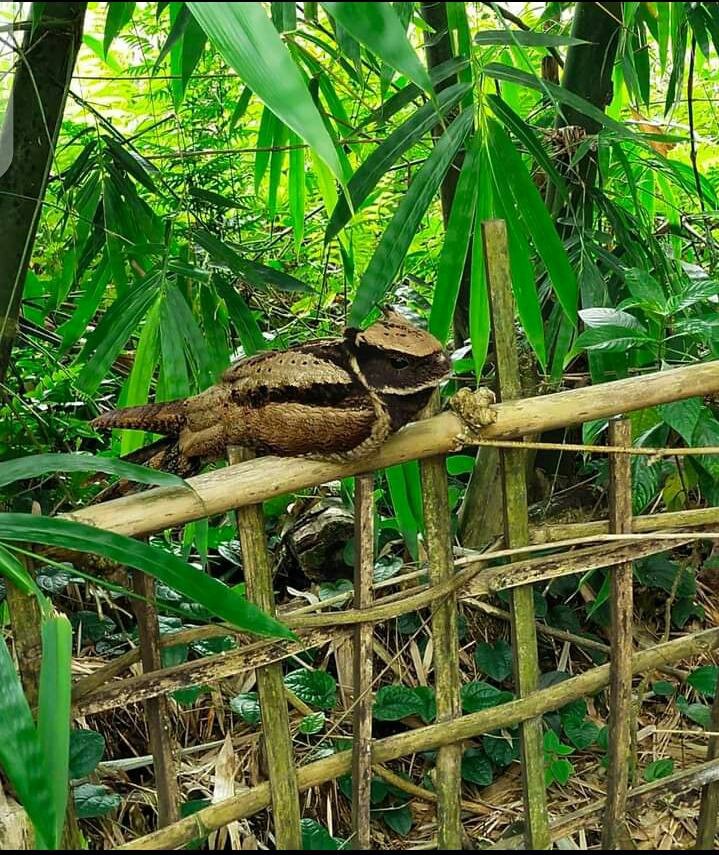 pankajbhatta's tweet photo. তিনিচুকীয়া জিলাৰ কাকপথাৰত এই চৰাইটো ওলাইছে | কি চৰাই এইটো | Great potoo হয় নেকি ! 
@Nilimsenapati 
@Valsuwali 
@VedBorah 
@queenhazarika https://t.co/OdlzMVszSX