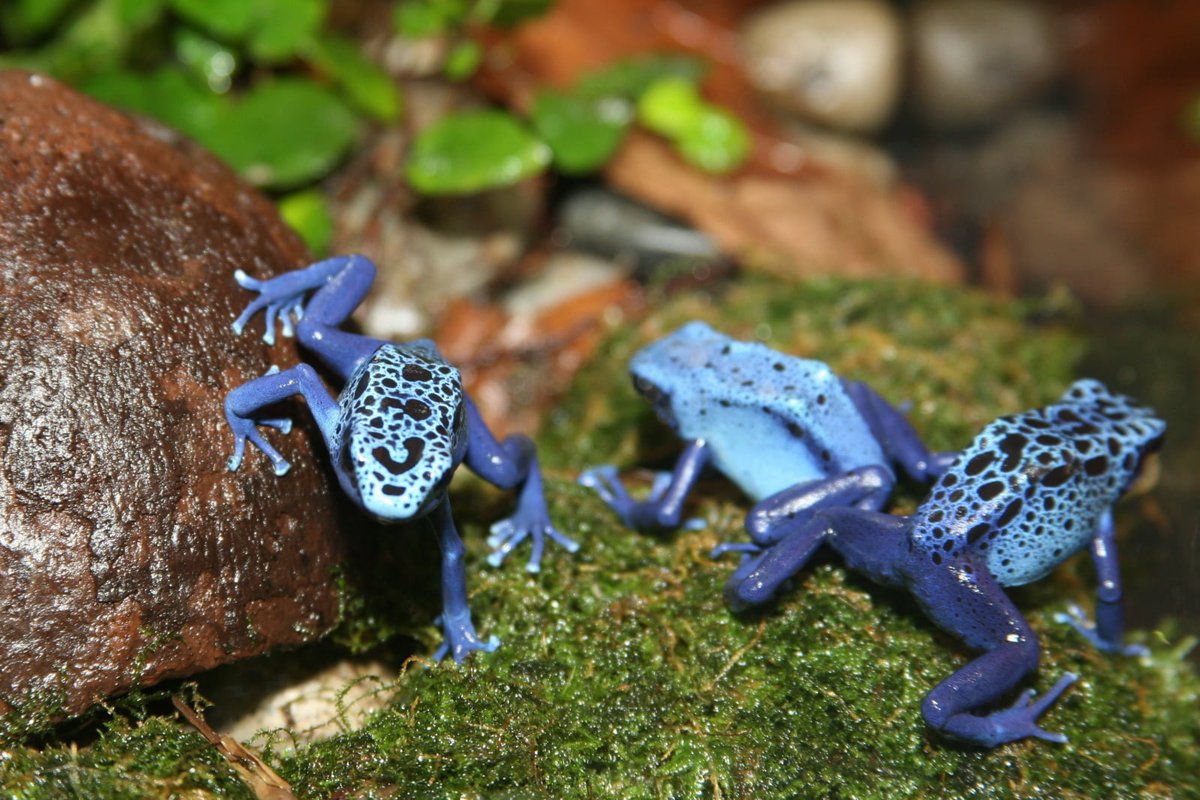 Shop Restock!  Now is the perfect time to plan out and start a makeover on your home habitats. We have just restocked on various substrates including Exo Terra, ZooMed, and Reptilia brands. From forest bark to jungle earth to bioactive products, there's something for everyone 🐸