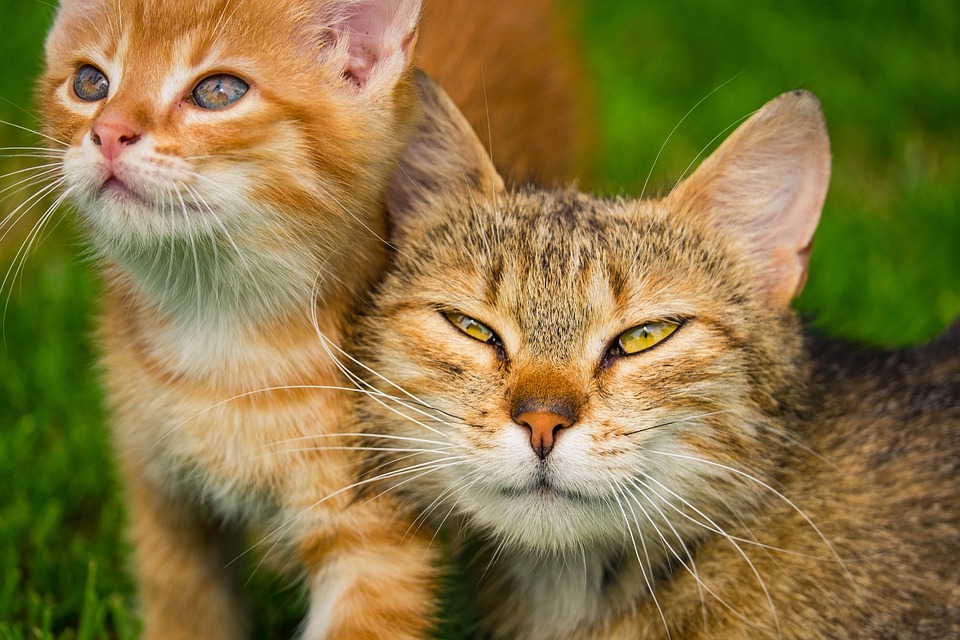 100animal100's tweet photo. https://t.co/0J6Y8VwsmL