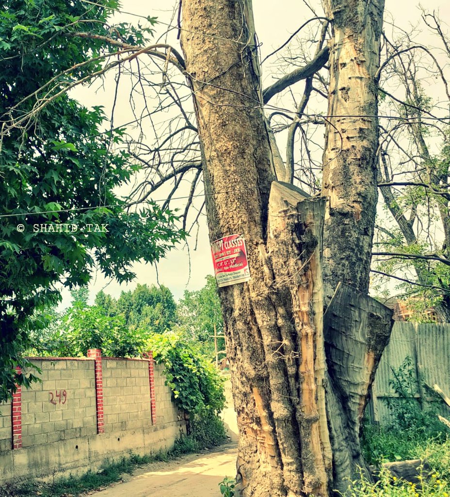 shahidtaks's tweet image. Live Electric Wires on a chinar tree near ITI Batapora @shopiankmr . PDD @KpdclShopian kindly install a Pole there before any untoward incident happens &amp;amp; protect #ChinarTree. A big branch of the tree may fall anytime for which @TehsilShopian is requested to look into.
@dmshopian