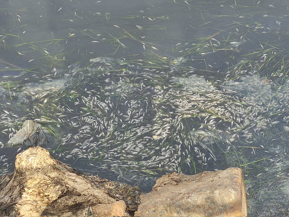 MiguelCompany's tweet image. Dicen que ya no hay peces en el Mar Menor. Ahora mismo en Mar de Cristal: Innumerables peces muertos junto a la playa, agua negra y olor a podrido.