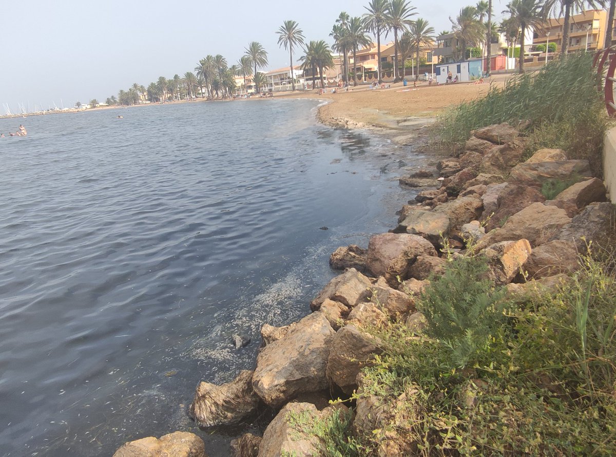 MiguelCompany's tweet image. Dicen que ya no hay peces en el Mar Menor. Ahora mismo en Mar de Cristal: Innumerables peces muertos junto a la playa, agua negra y olor a podrido.