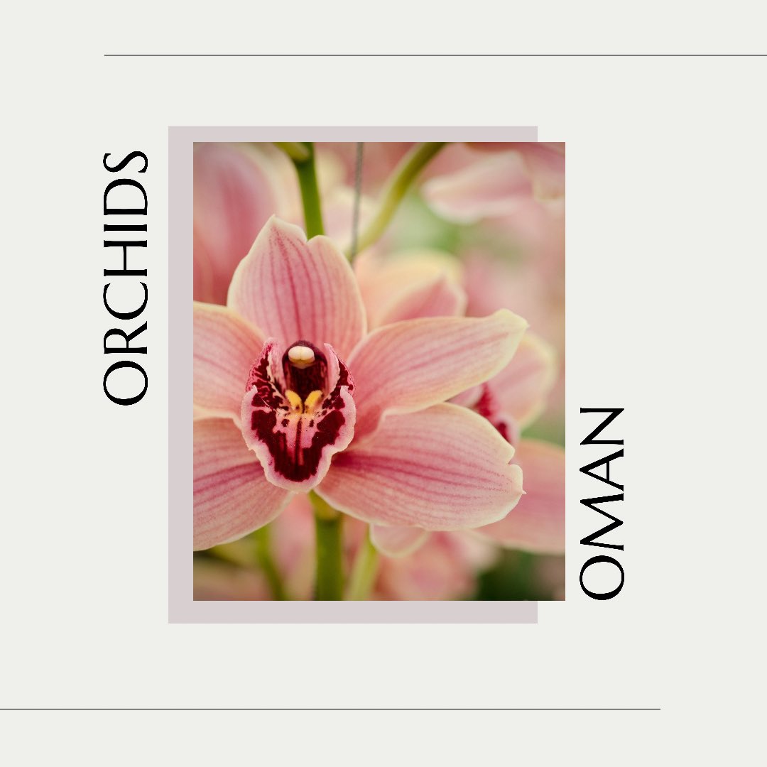 InOrchids's tweet image. Hello there! Welcome to my blog. If you are reading this, I guess you are either an orchid enthusiast, beginner or you got one of these precious plants as a gift and you have no idea on how to maintain it.