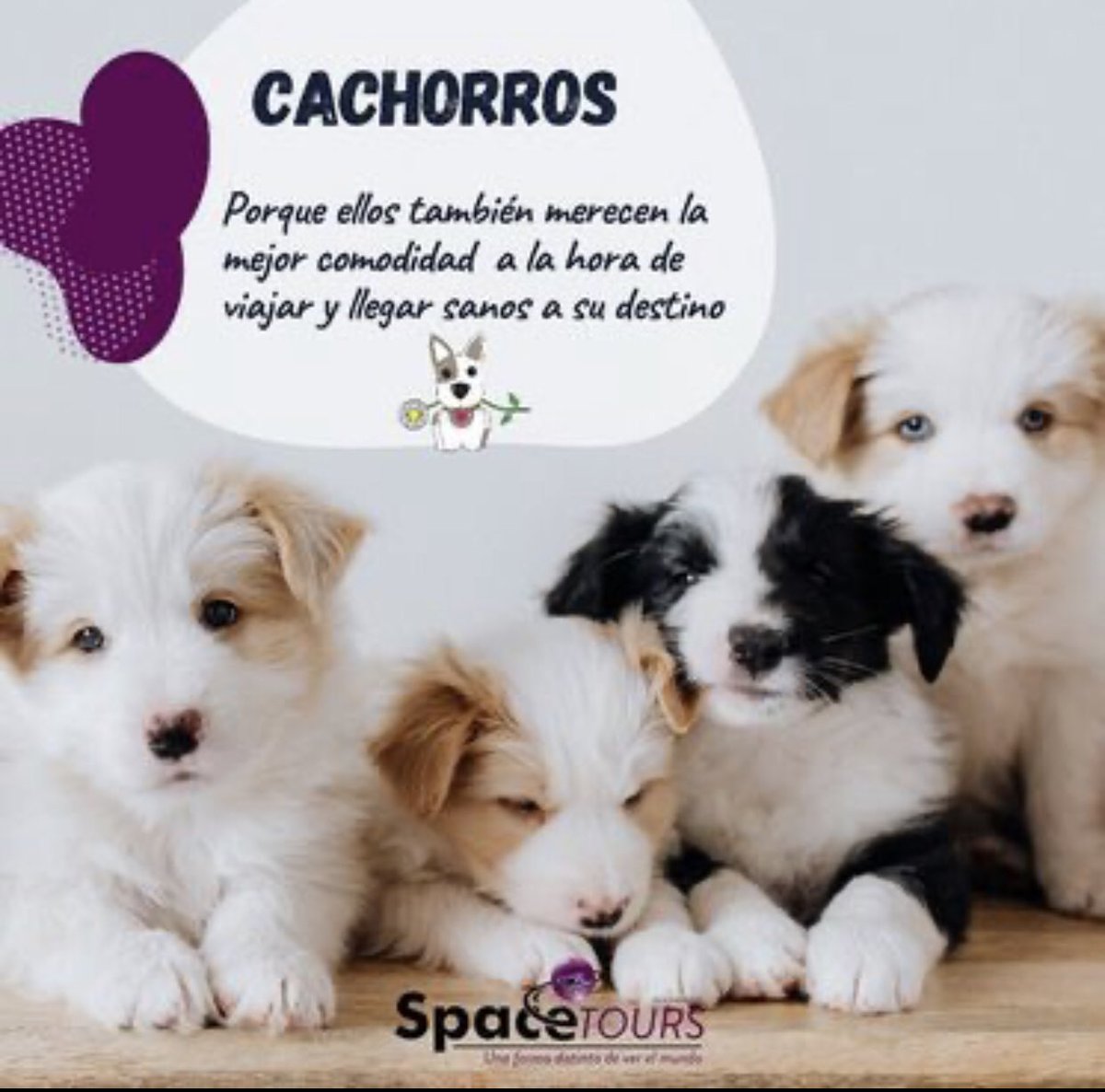 SpaceToursVT's tweet image. ¿Como te puedes contactar con nosotros?

✅Nuestro personal de comercialización:

🟣0212-461-8346
      Extensión 110

🟣Correo: 
     Contactanos@spacetoursvt.com