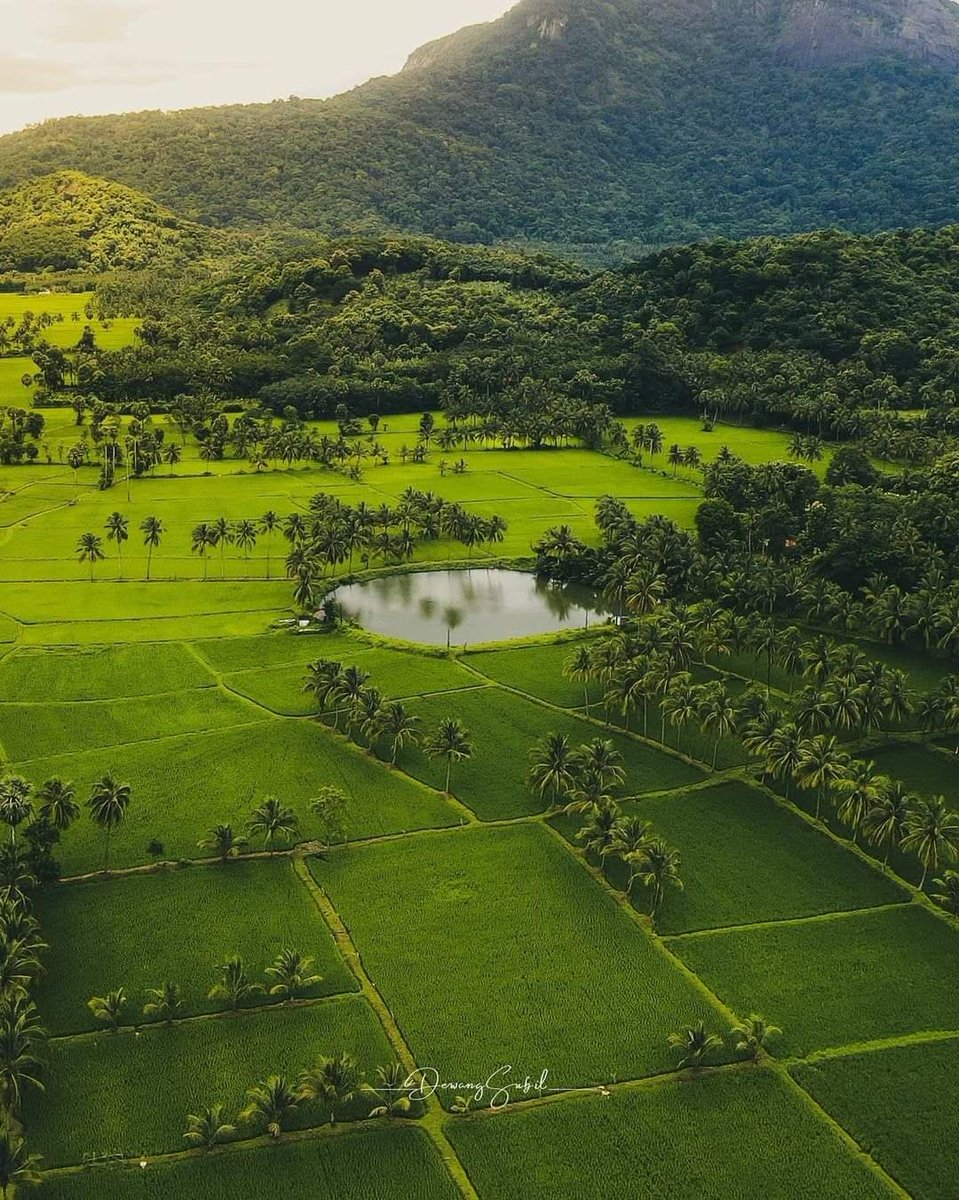 Mysore forest division tweet media