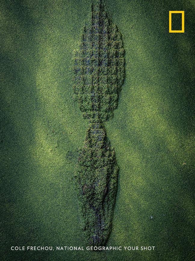 An alligator waits in duckweed in New Orleans, Louisiana in this image by Your Shot photographer Cole Frechou