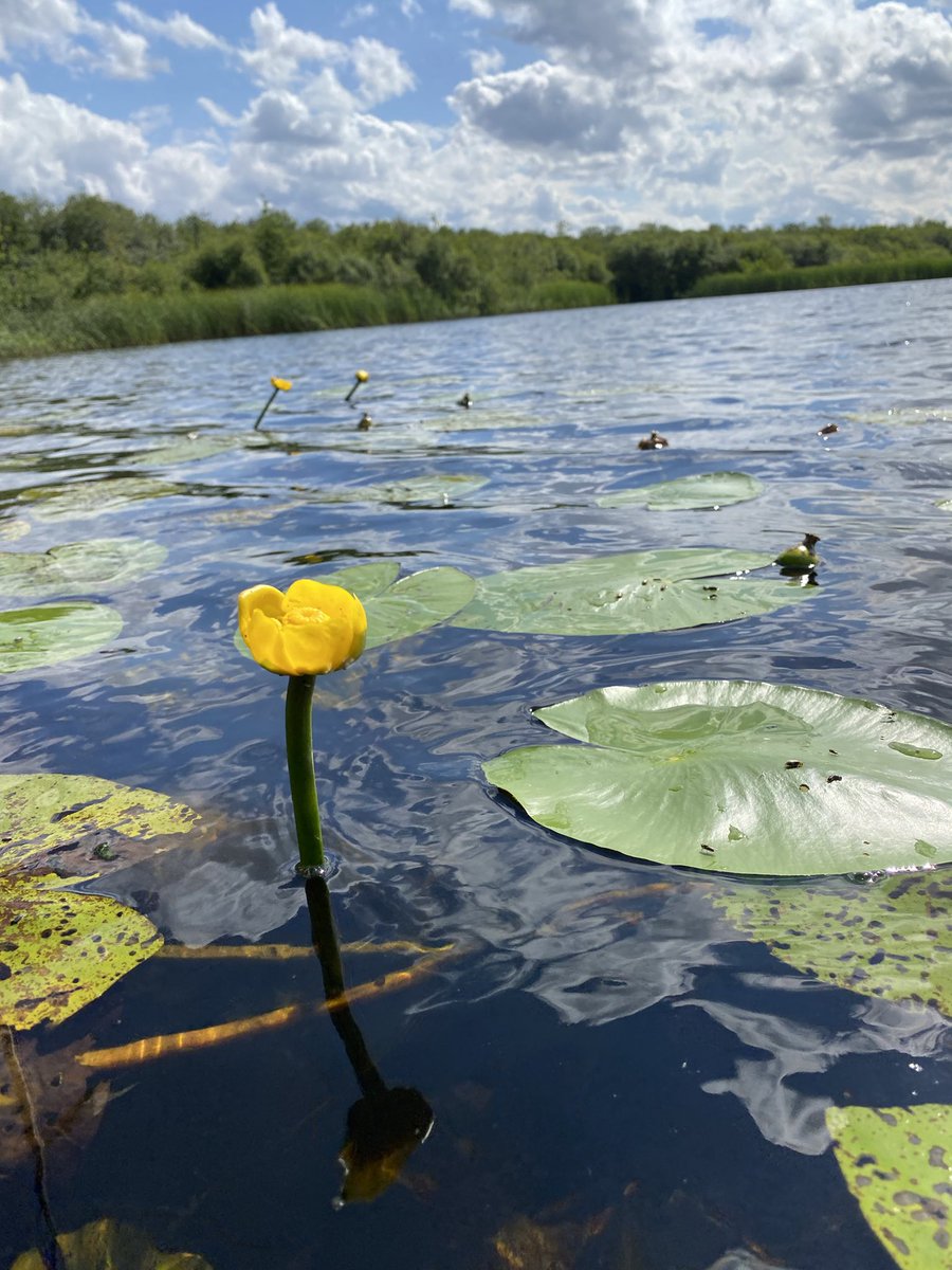 How cool is this!! Yellow Water-lily (Nuphar lutea) is one of our native water lily species &amp; a plant that’s usually so out of reach. I was lucky enough to see one by boat recently, its big, floating lily pads soaking up the afternoon sun - all ready to warm some frog bottoms 🐸