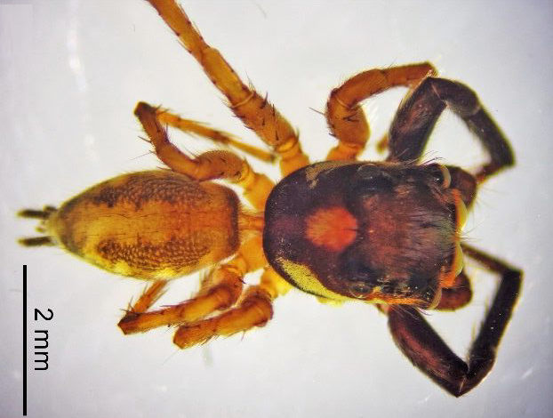 ArachnoTrAC's tweet photo. Suarez-Martinez &amp; Bedoya-Róqueme (2021) recorded for the first time the jumping spider Eustiromastix spinipes from Colombia, along with new faunistic data on salticids of that region!

More at: https://t.co/rbzu1CmJ6m

#SpidersOfColombia #Salticidae #Faunistics https://t.co/NtVwz8K1zV