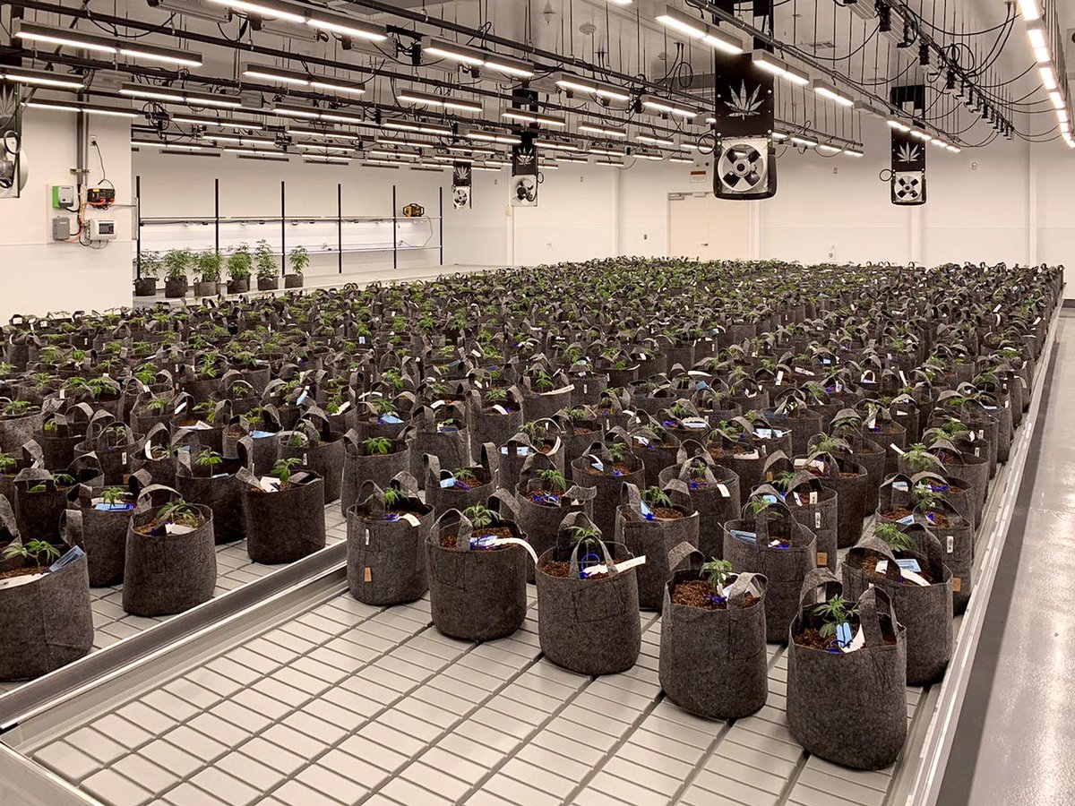 Last week we began planting the new flower rooms. But if you're curious what the new propagation room looks like, here's a shot of ~740 seedlings before transfer. The coolest part may be the eco-friendly, recycled cloth pots, cutting down on our use of plastic. 👀🌿

$CXXI $CXXIF