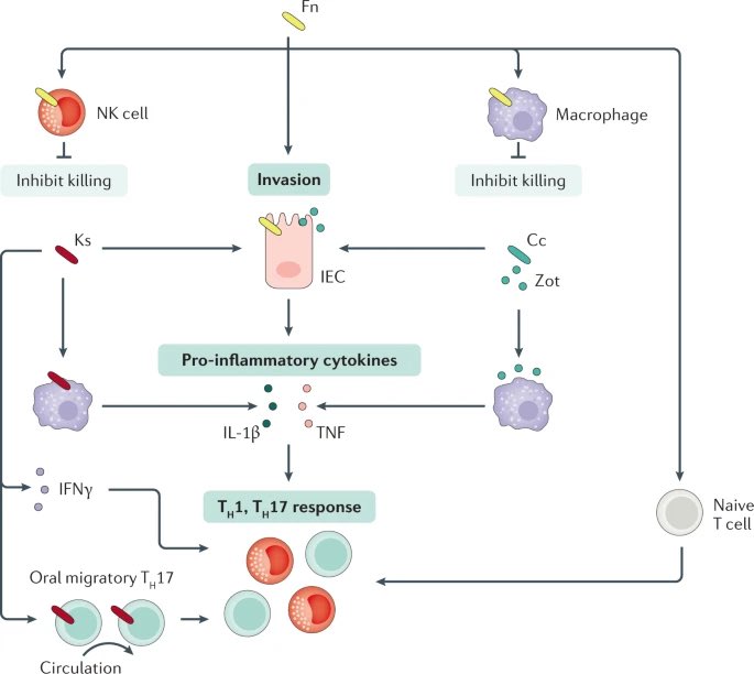 john_damianosMD's tweet photo. Oral bacteria contribute to inflammation and disease progression in #IBD

🦷Oral dysbiosis➕disrupted intestinal microbiota (PPI, antibiotics)⬇️ colonization resistance▶️ translocation of oral🦠to intestine▶️ oral🦠⬆️inflammation🔥 

#GITwitter #microbiome
https://t.co/xEYGuxIgOB https://t.co/REMNsKhSU3