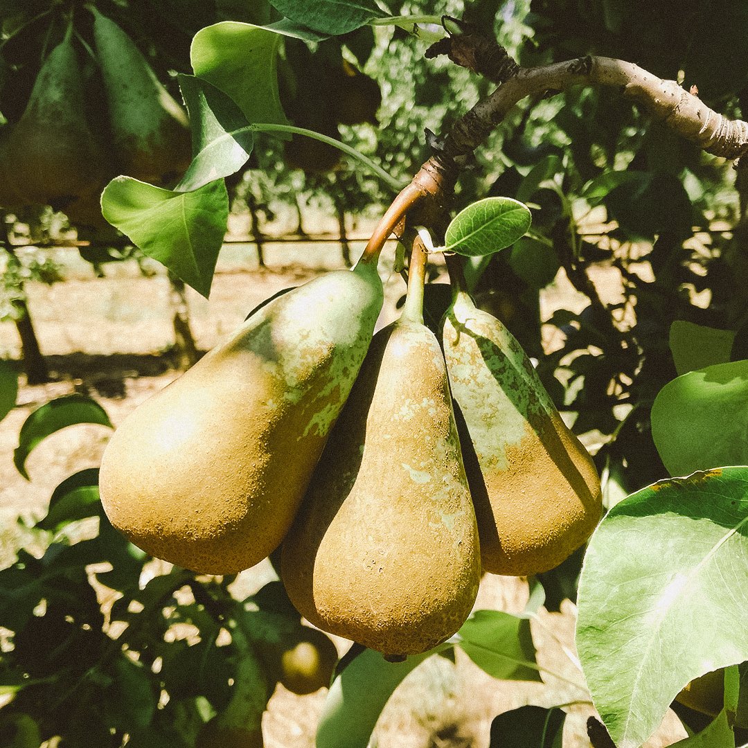 Conference pears treated with Altinco products arrive in perfect condition at harvest. The russeting treatment has given a perfect result and the caliber is excellent.