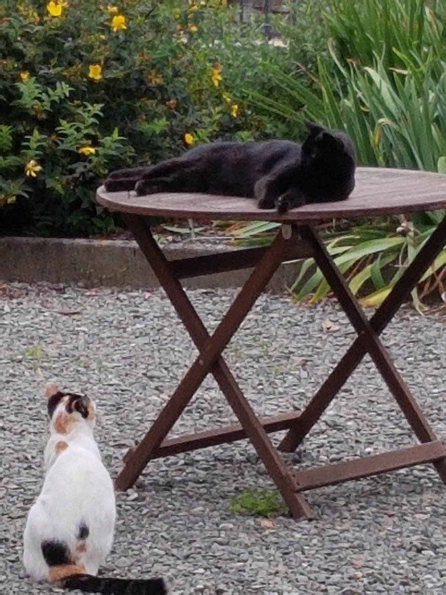 FreeRangeChalet's tweet photo. BLACK CAT
It's almost 3 years since this scrawny (but long) Black Cat appeared in our garden
He forced his way through the locked cat flap & became a fixture here a few weeks later & is happy to entertain us with his nonsense
#BlackCatAppreciationDay #BlackCat #TeamFreeRange https://t.co/RVndnoGQ52