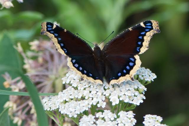 CuteAnimalsIN's tweet photo. do you know name of this butterfly?
https://t.co/5VwTedSNRr https://t.co/hvkotmA3Xi