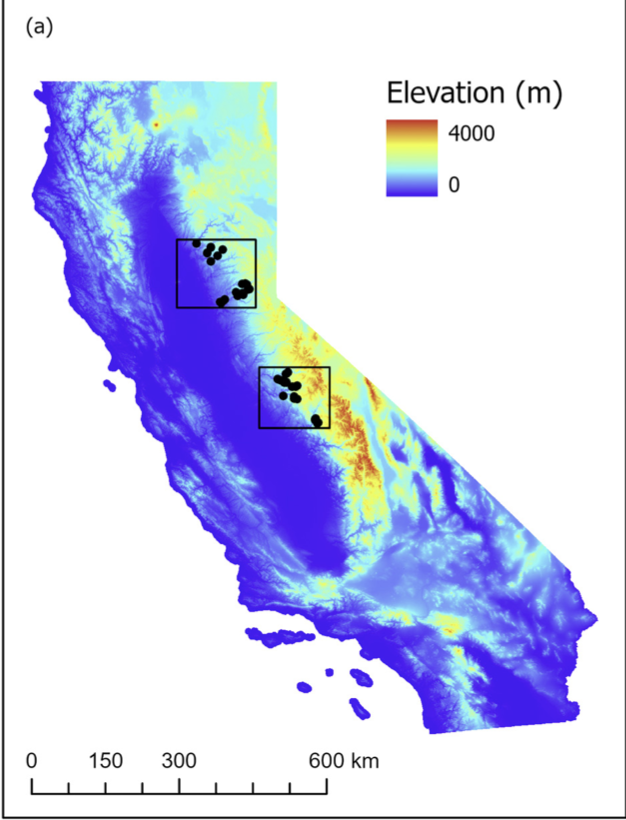 Troy Magney (@troymagney) on Twitter photo new paper from <a href="/ChrisYSWong/">Chris Wong</a> looking at the importance of considering the legacy effect when using satellite data to track tree-ring width in the Sierra Nevada w/ @TomBuckleyLab <a href="/andrewlatimer/">andrewlatimer</a> <a href="/derek__young/">Derek Young</a> sciencedirect.com/science/articl… new paper from <a href="/ChrisYSWong/">Chris Wong</a> looking at the importance of considering the legacy effect when using satellite data to track tree-ring width in the Sierra Nevada w/ @TomBuckleyLab <a href="/andrewlatimer/">andrewlatimer</a> <a href="/derek__young/">Derek Young</a> sciencedirect.com/science/articl…