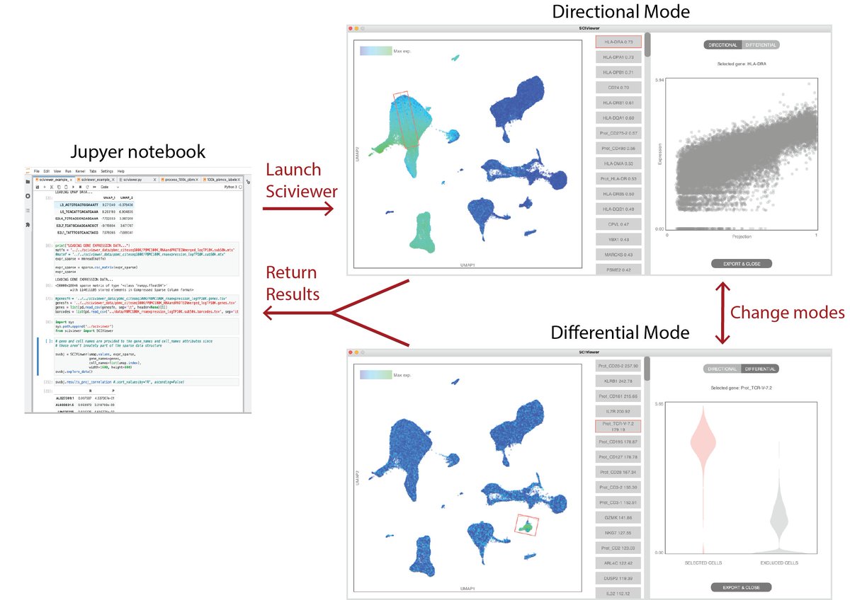 DKotliar's tweet image. @colabobio and I are excited to share Sciviewer (Single-cell interactive viewer), a tool for interactively exploring  2D embeddings of high-D data (e.g. scRNA-Seq) directly from within Jupyter/Python github.com/colabobio/sciv… (1/5)