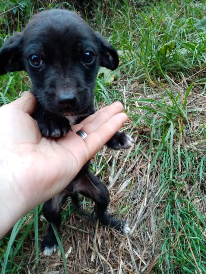 Son 4 en total, abandonados en una quebrada sector Santa Julia #ViñaDelMar, a esta hora están solitos en la oscuridad,por piedad pido temporal para salvarles la vida, miren lo pequeño que es este angelito, te pido máxima difusión para tocar corazones,es de suma urgencia por favor