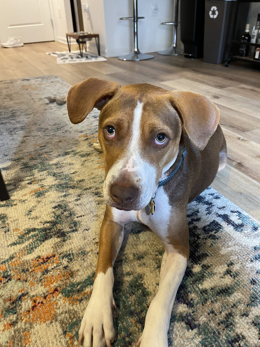 kdemillionaire's tweet photo. 🚨BREAKING🚨
Confirmed by multiple sources: Against all odds, I am OFFICIALLY a dog person ❤️🐶🦮 So grateful for my little Rippy #TGFR https://t.co/vcOytcoW1F