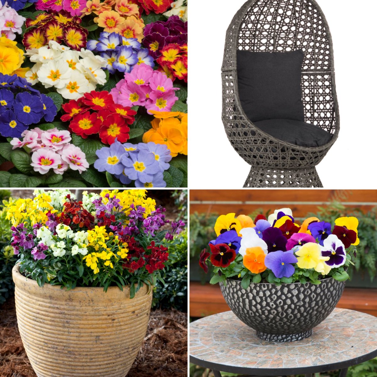 MarkLaneTV's tweet photo. The swivel cocoon chair from Innovators and Thompson & Morgan's 50 x 6cm Garden Ready Scented Garden Bedding Collection are just a couple of items this Sunday on @qvcuk on #lovegardeningwithMarkLaneTV and #gardeninspirations #qvc #qvcgardening #qvcgarden Why not join me at 9 am? https://t.co/I7xMOaiYTr