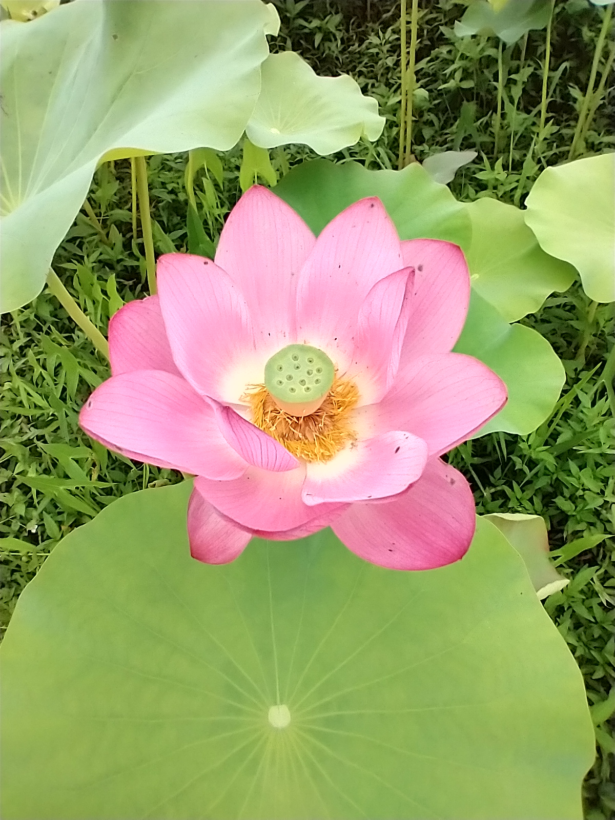 那須 喜楽庵 Wdwtnosnfn3cjqz Twitter