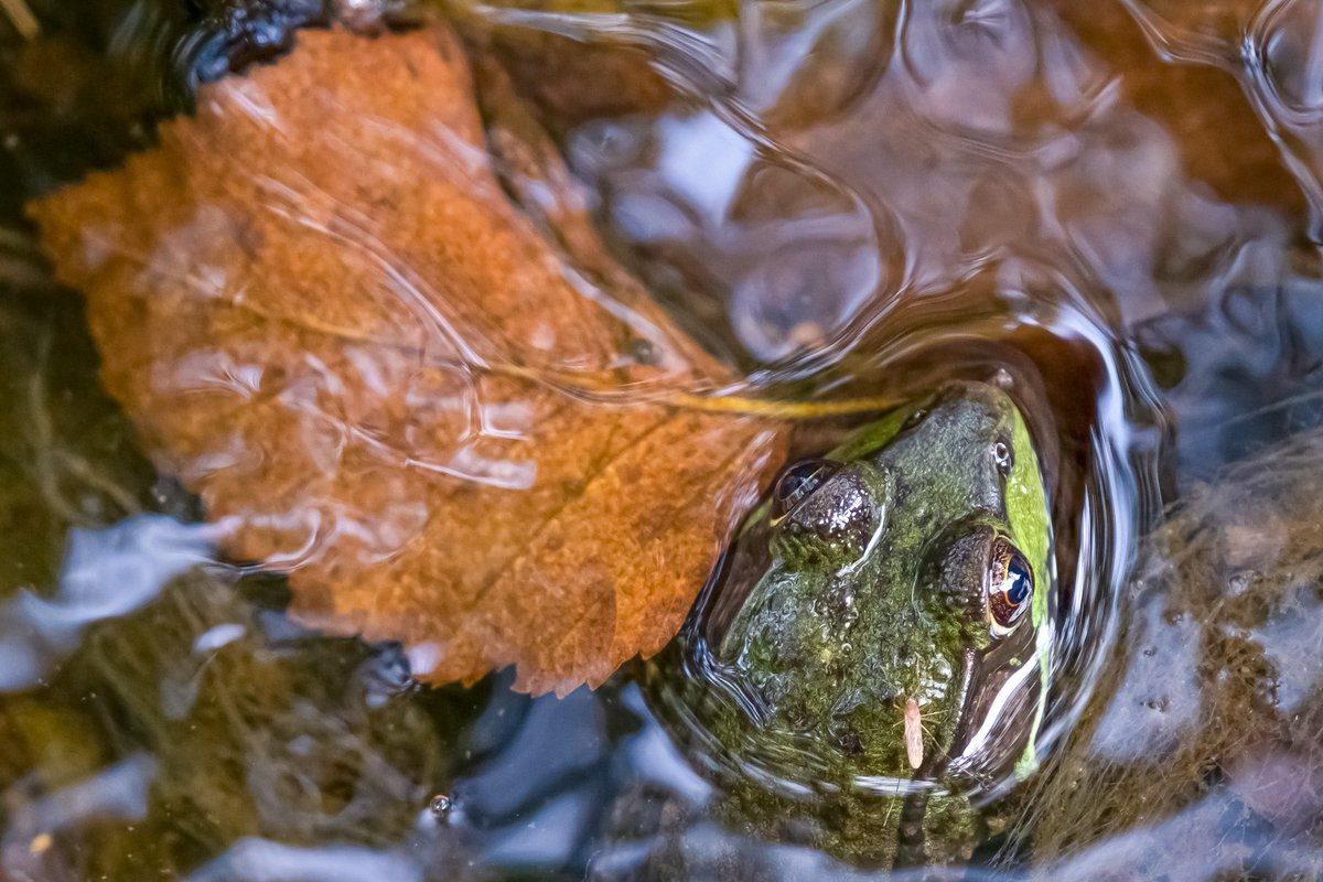 RoppityPhotos's tweet image. I think this #frog wanted me to LEAVE him alone. 🤪
I must have been BUGGING him too much. 🤪

Dad jokes.  Sorry.

#twitternaturecommunity #badhumor